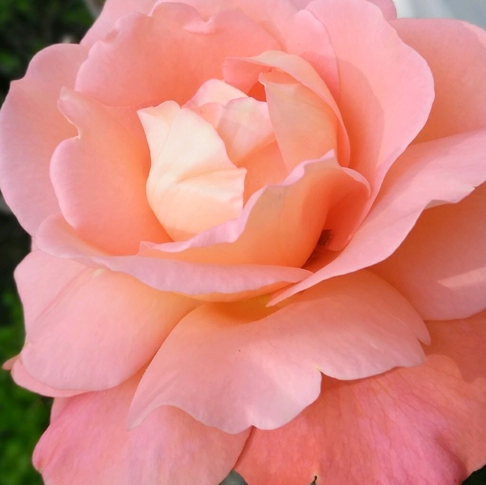 Meet your Posher, Lyzander